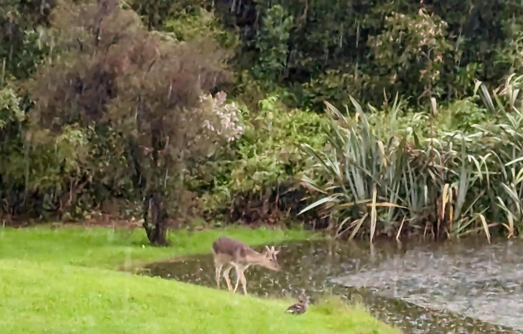 Photo of Others in Haast