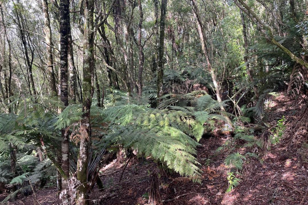 Photo of Others in Lower Kaimai