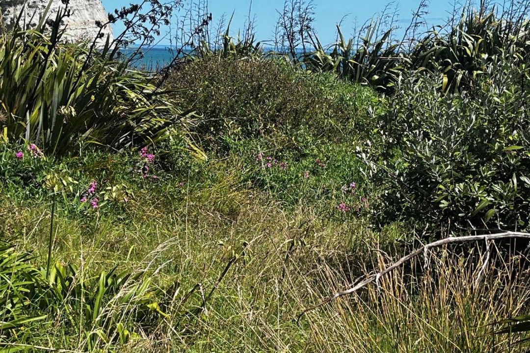 Photo of Others in Mahia