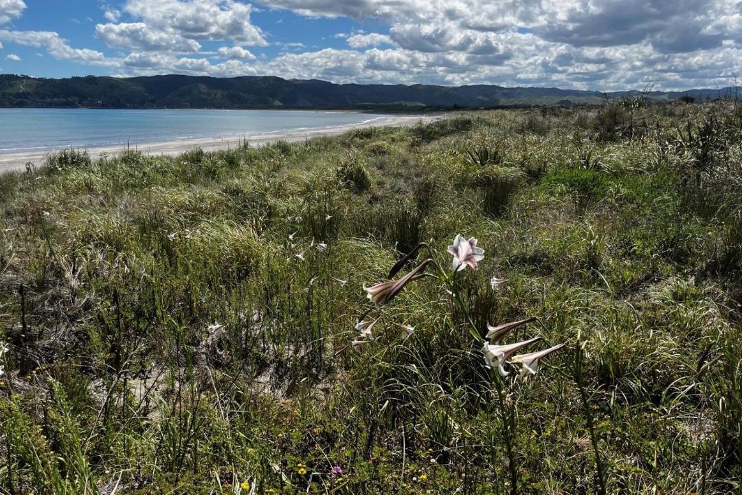 Photo of Others in Mahia