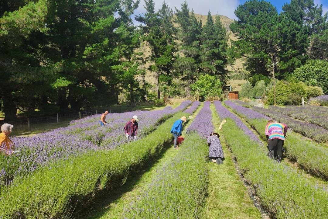 Photo of Others in Danseys Pass