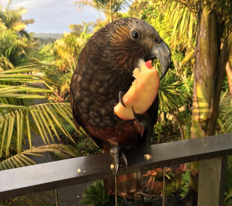 Photo of Others in Waiheke Island