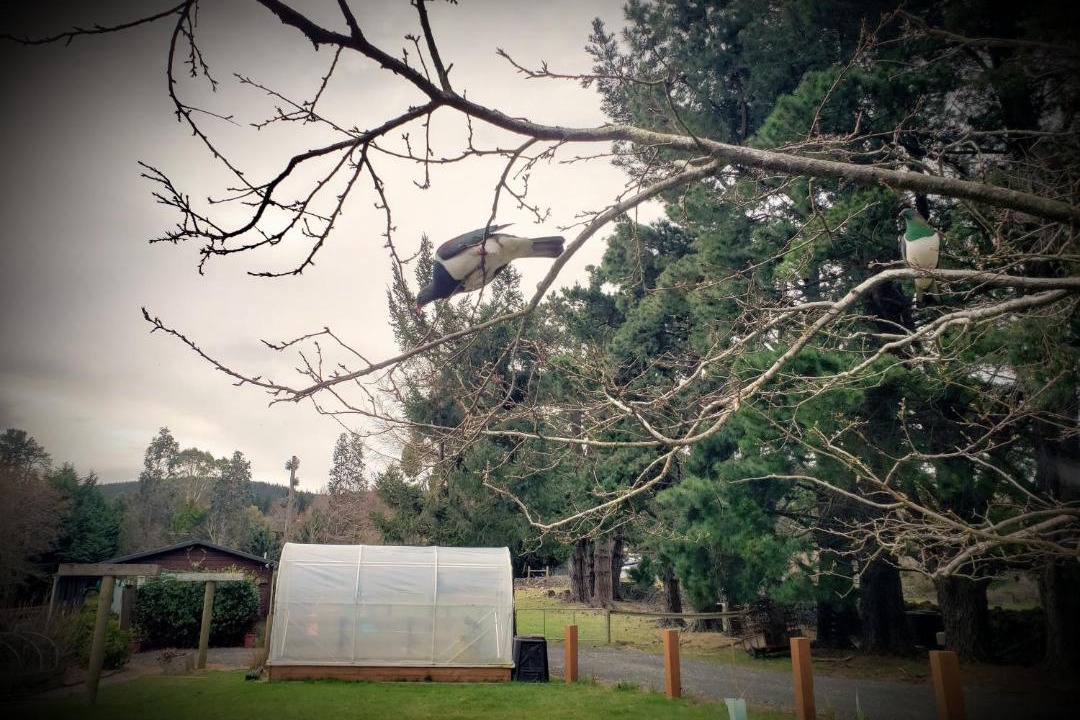 Photo of Others in Dunedin