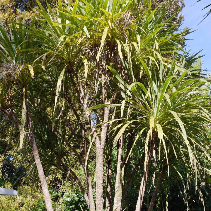 Photo of Others in Waiatarua