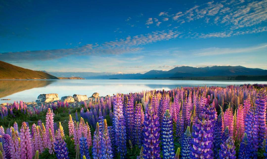 Photo of Others in Tekapo
