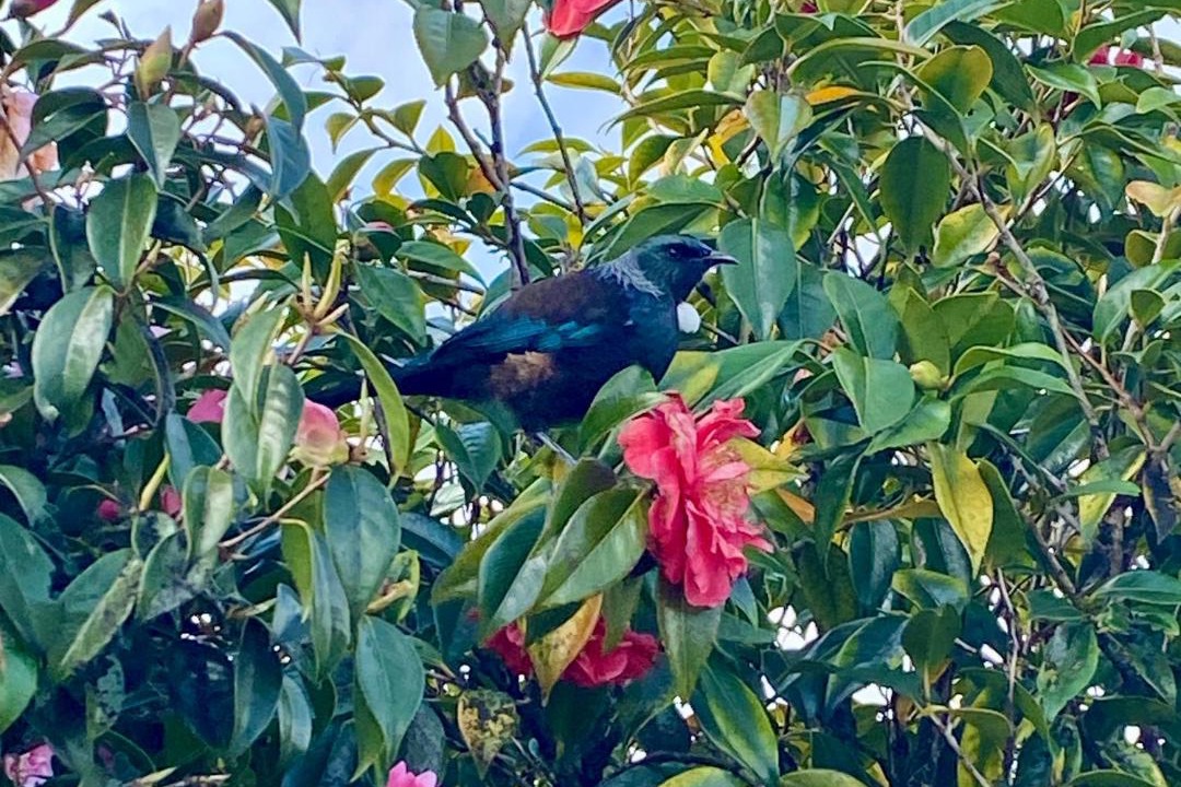 Photo of Others in Haast