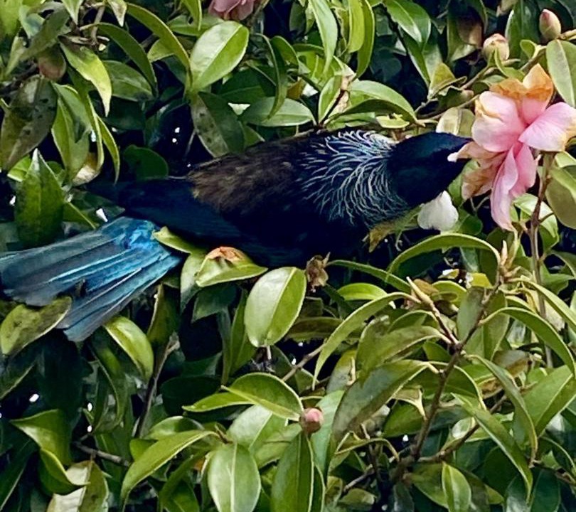 Photo of Others in Haast