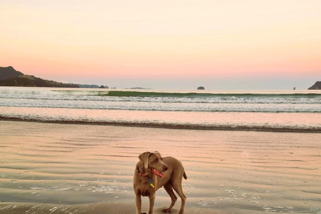 Photo of Others in Whitianga