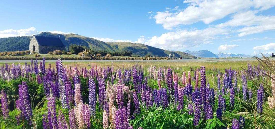 Photo of Others in Tekapo