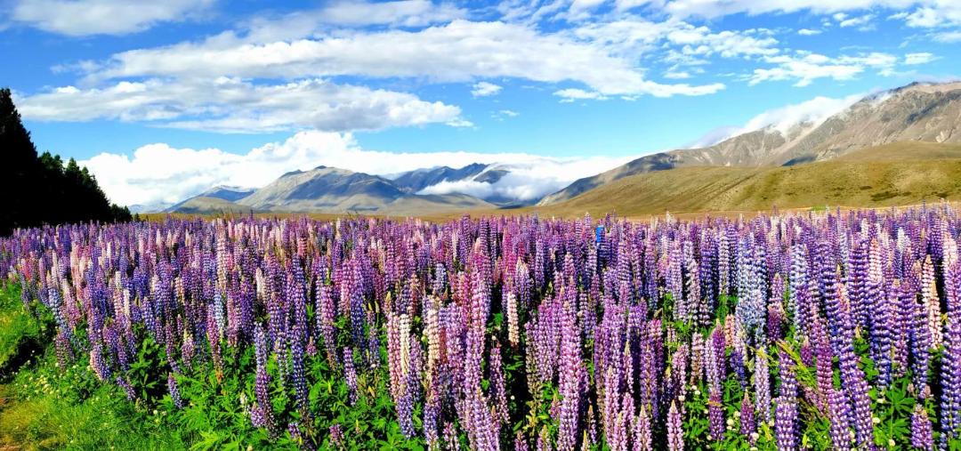 Photo of Others in Tekapo