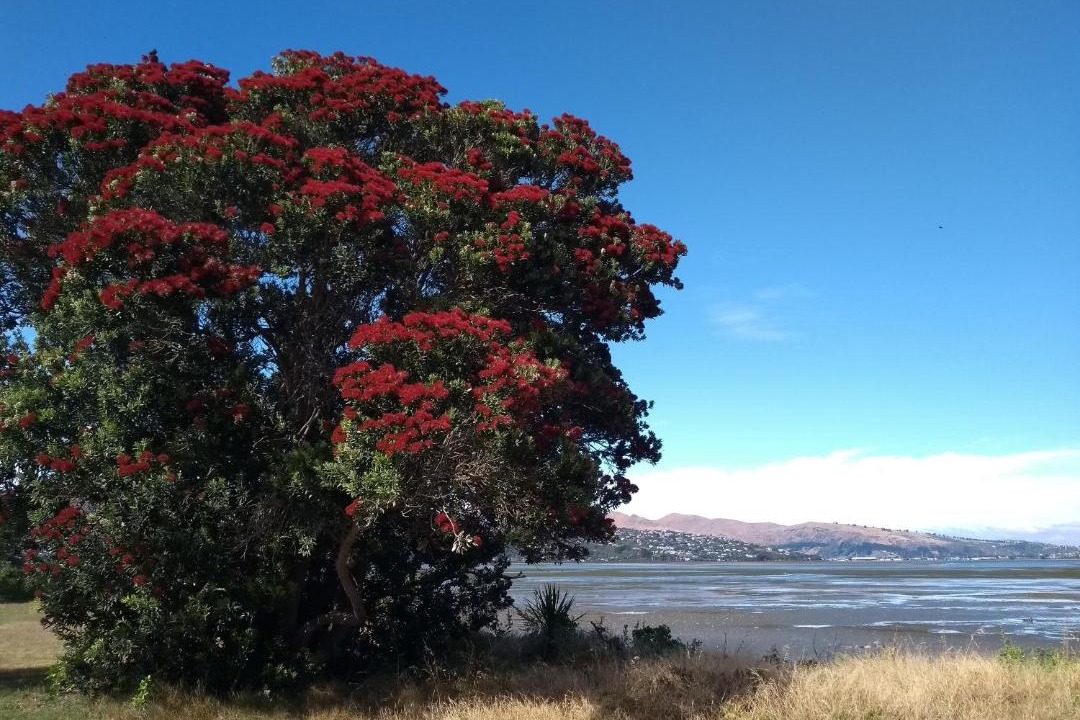 Photo of Others in Christchurch