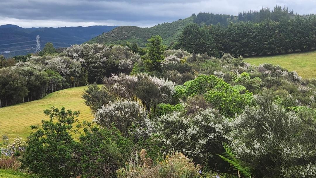 Photo of Others in Upper Hutt