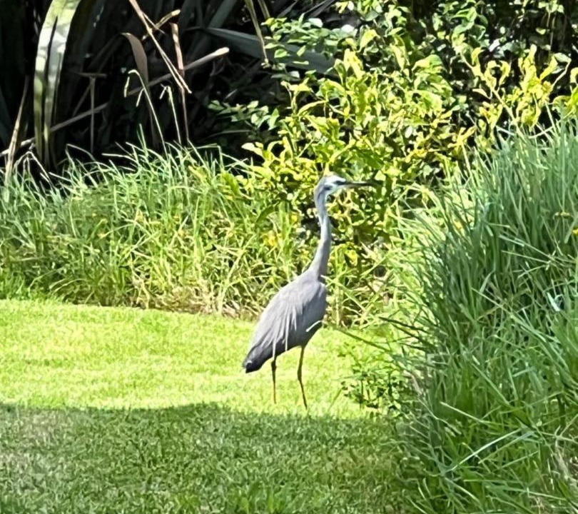 Photo of Others in Tutukaka
