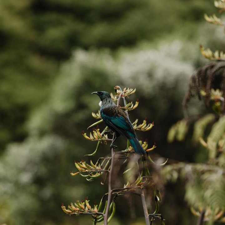 Photo of Others in Coromandel