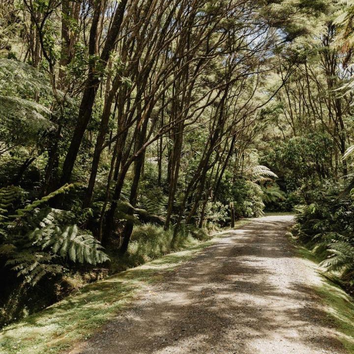 Photo of Others in Coromandel