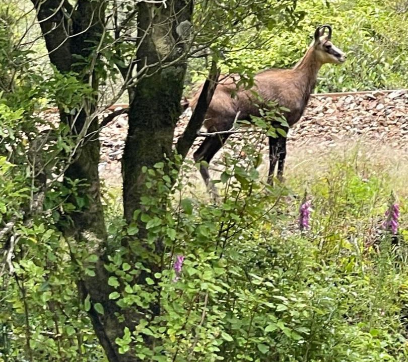 Photo of Others in Otira