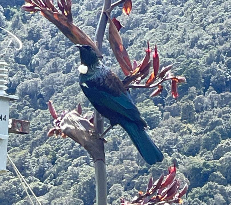 Photo of Others in Otira
