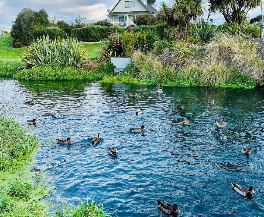 Photo of Others in Blenheim