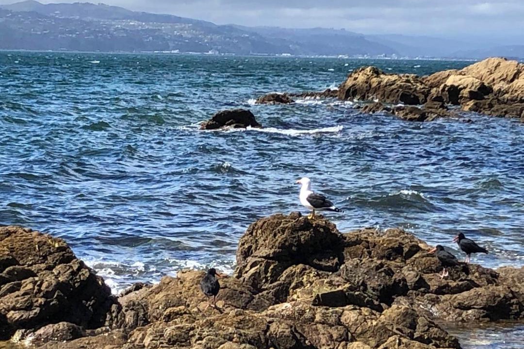 Photo of Others in Wellington