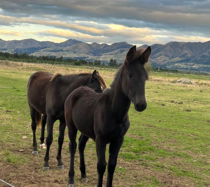 Photo of Others in Hanmer Springs