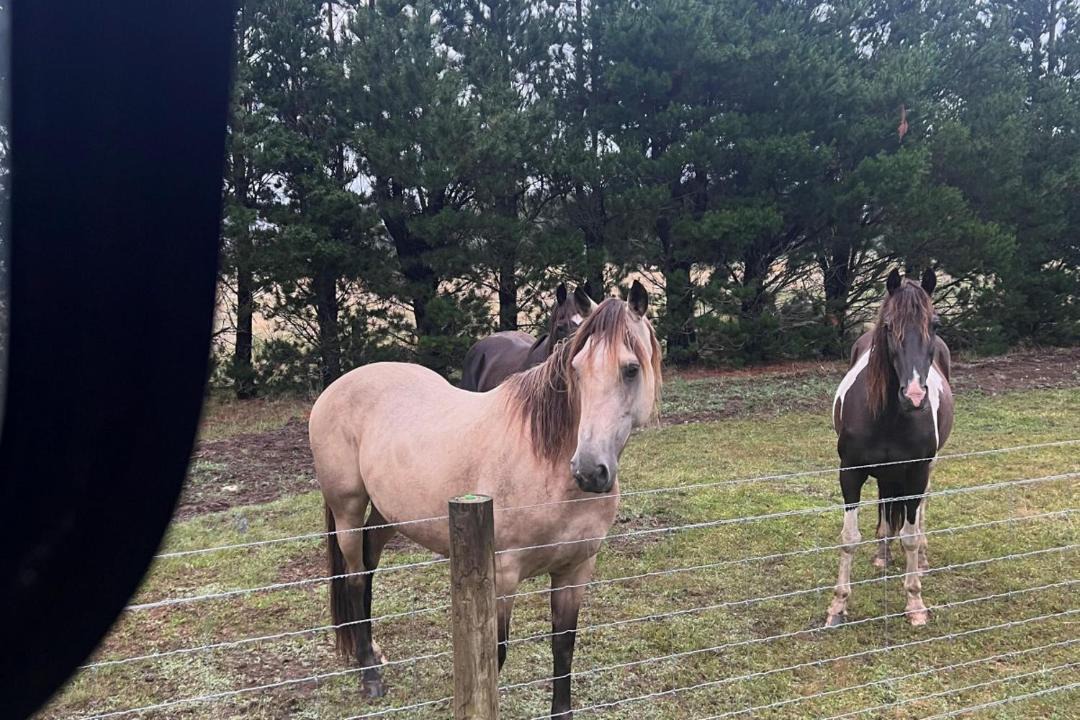Photo of Others in Hanmer Springs