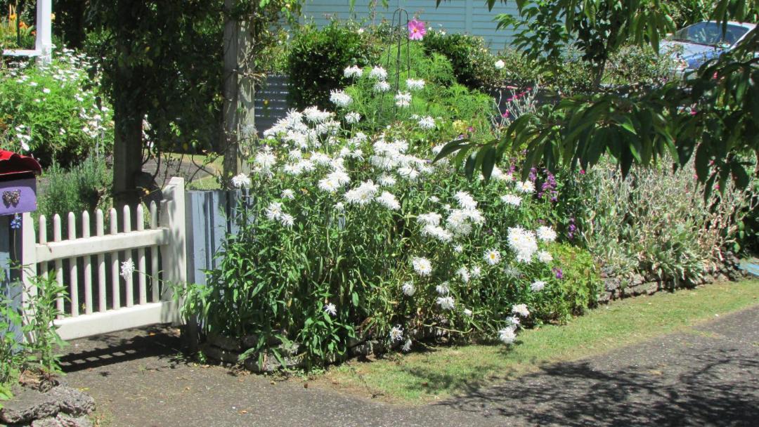 Photo of Others in Waihi