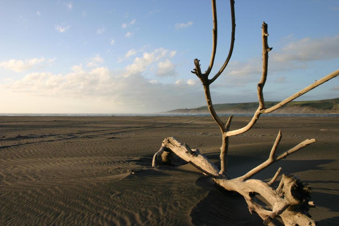 Photo of Others in Port Waikato