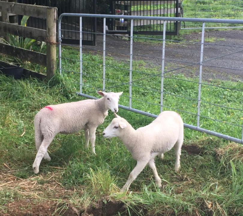 Photo of Others in Lower Kaimai