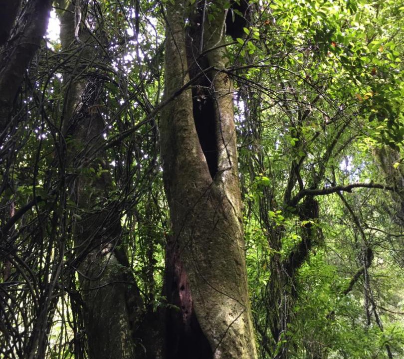 Photo of Others in Lower Kaimai