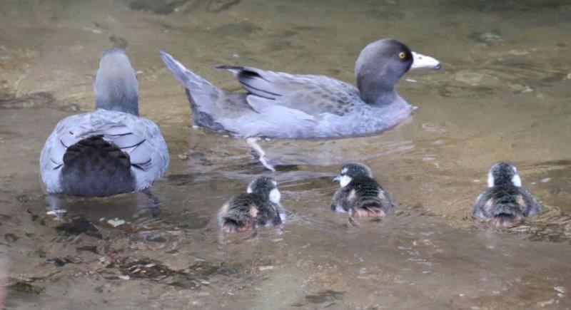 Photo of Others in Waimiha