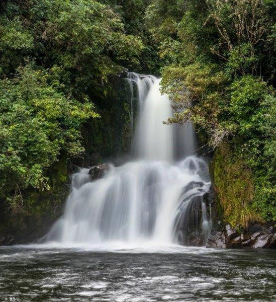 Photo of Others in Waimiha