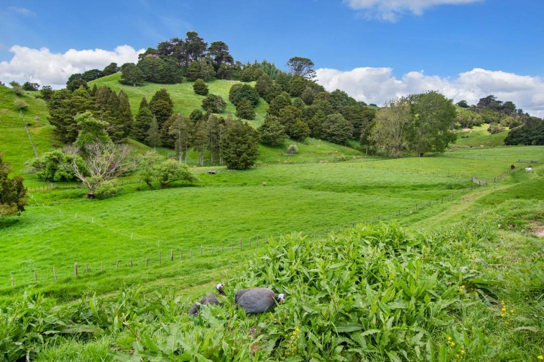 Photo of Others in Paparoa