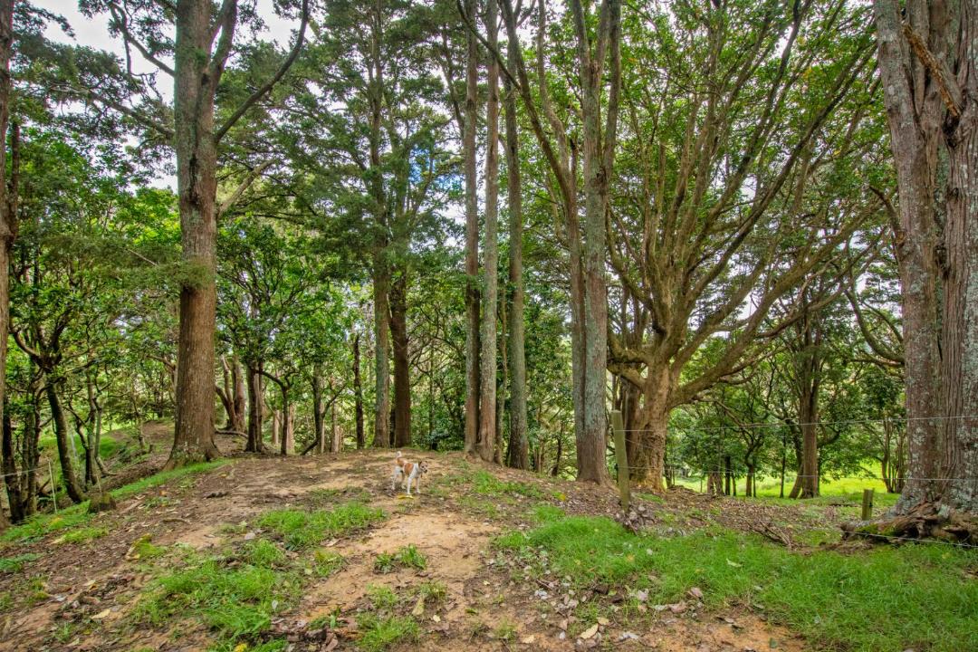 Photo of Others in Paparoa