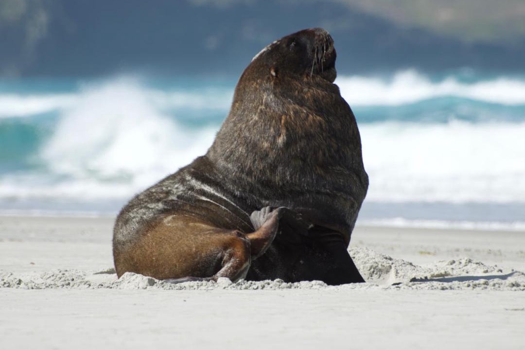 Photo of Others in Dunedin