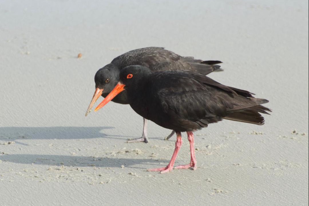 Photo of Others in Dunedin