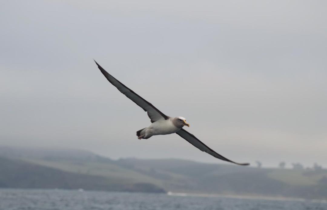 Photo of Others in Dunedin