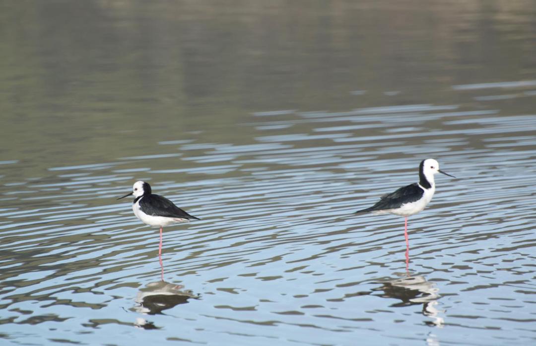 Photo of Others in Dunedin