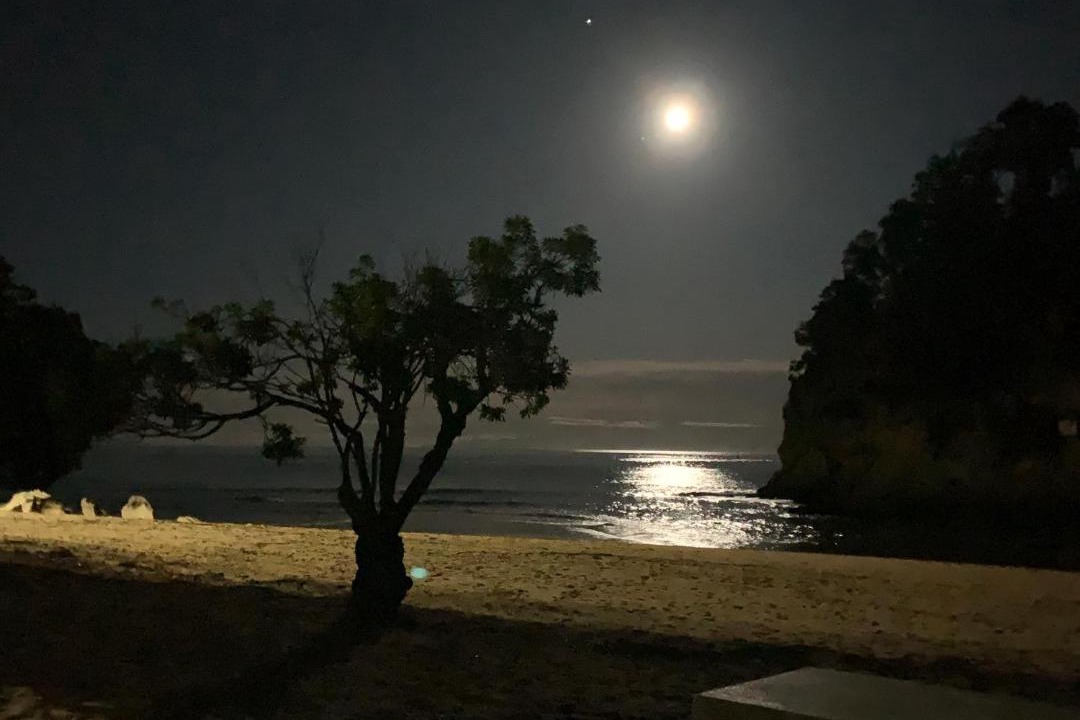 Photo of Others in Ngaio Bay