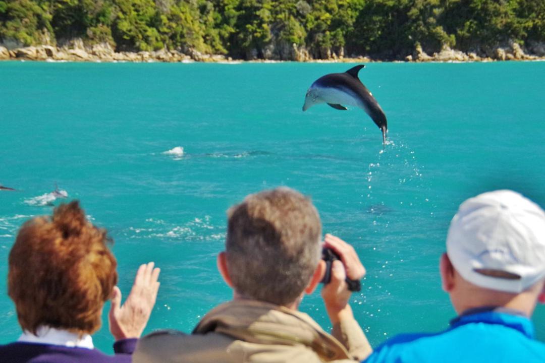 Photo of Others in Ngaio Bay