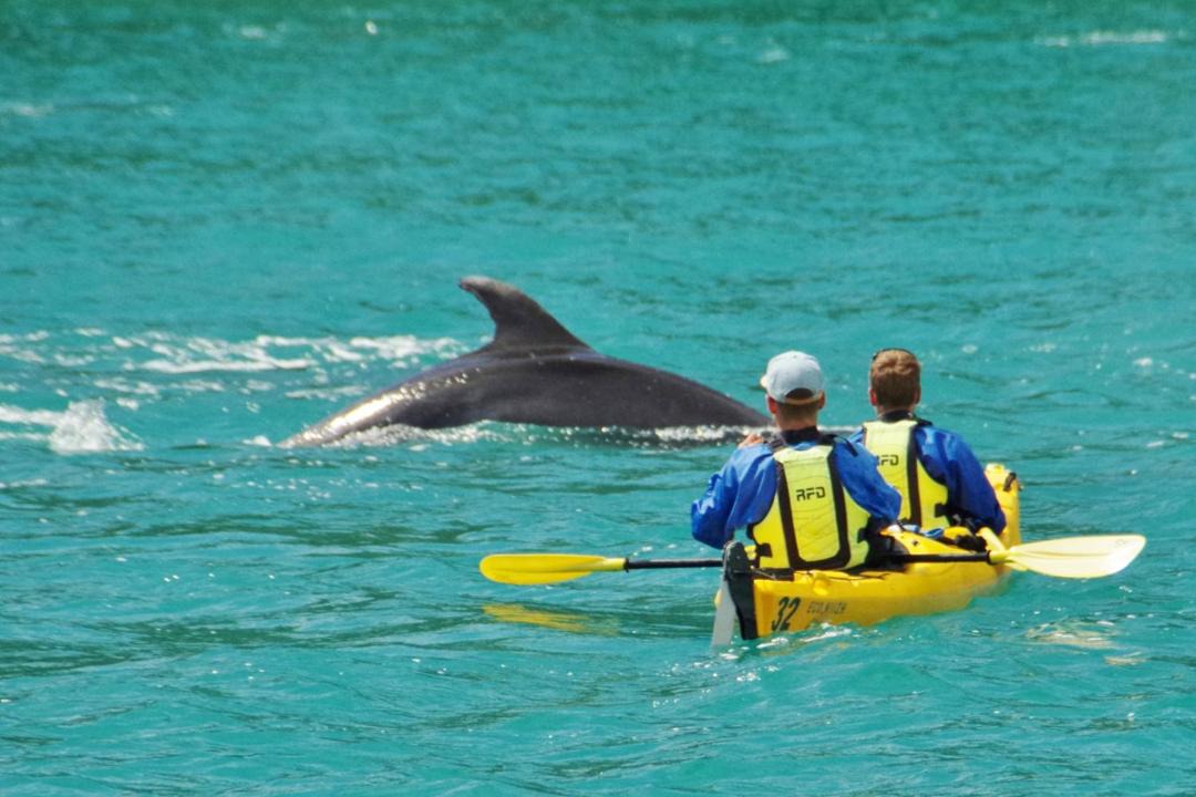 Photo of Others in Ngaio Bay