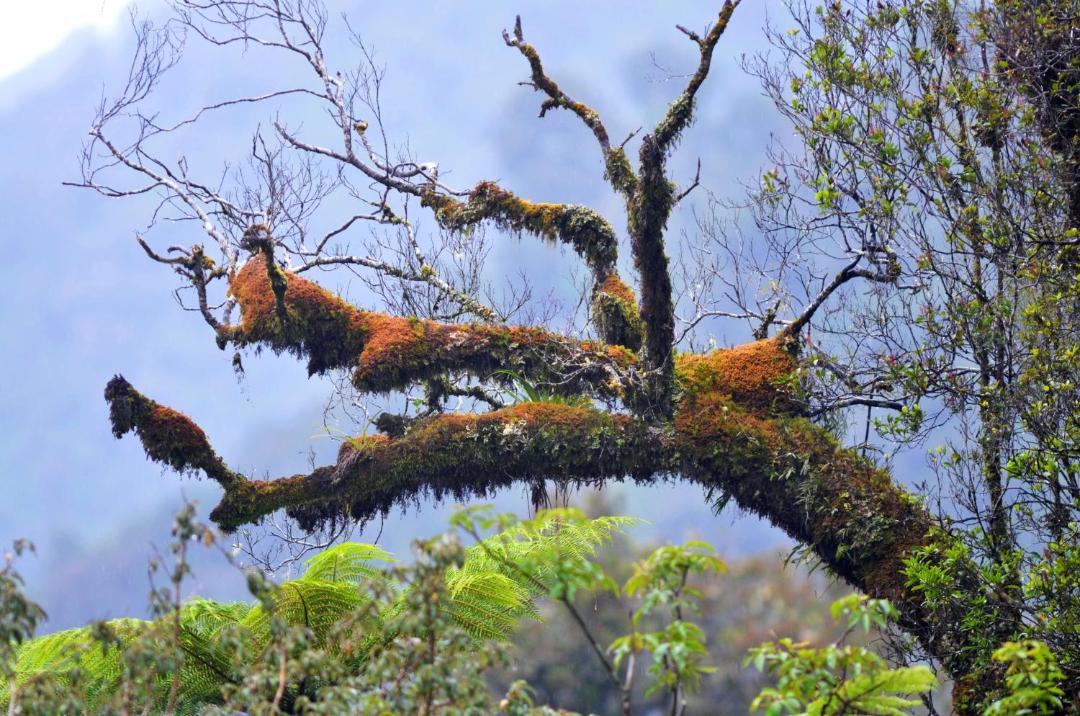 Photo of Others in Franz Josef Glacier