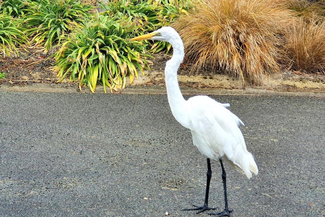 Photo of Others in Waikawa Bay