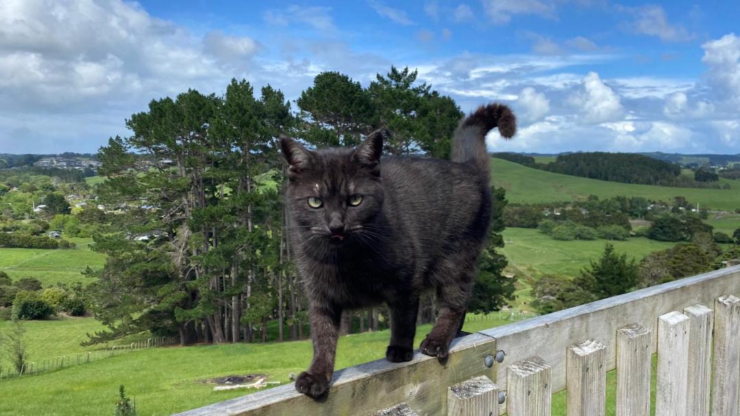 Photo of Others in Waimauku