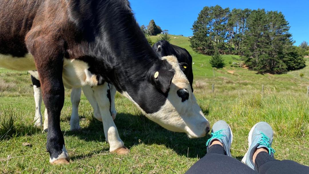 Photo of Others in Waimauku