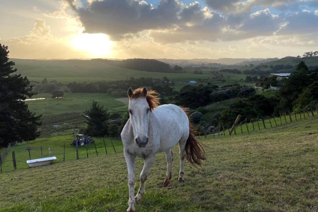 Photo of Others in Waimauku