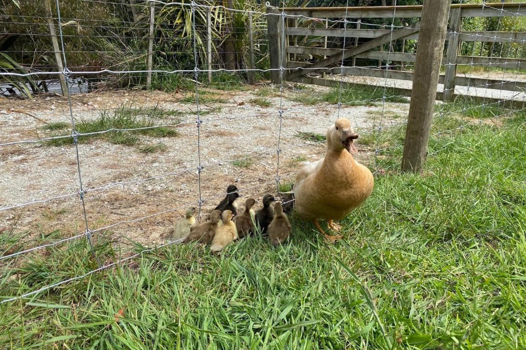 Photo of Others in Waimauku