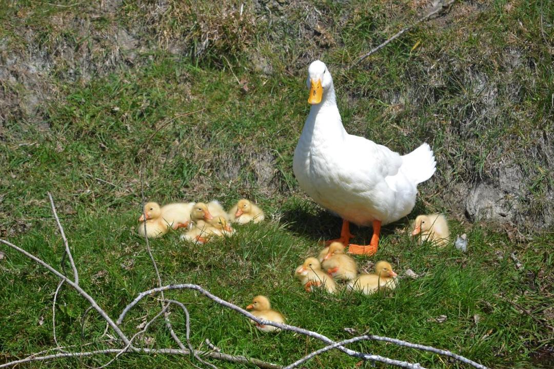 Photo of Others in Oamaru