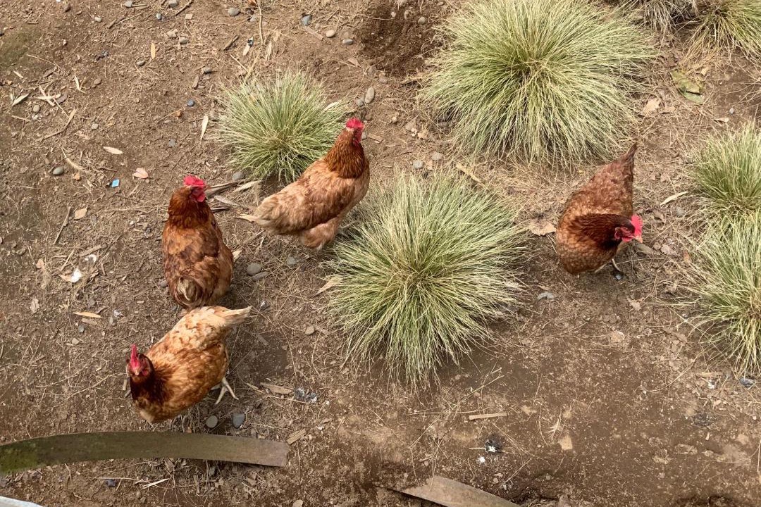 Photo of Others in Waihi