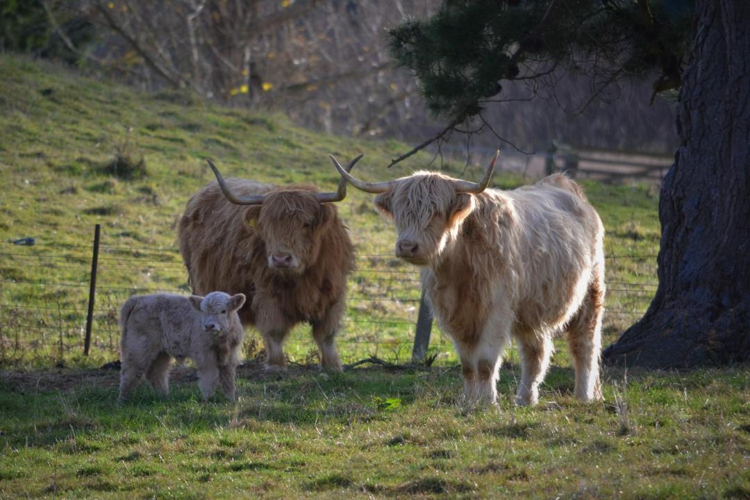Photo of Others in Oamaru