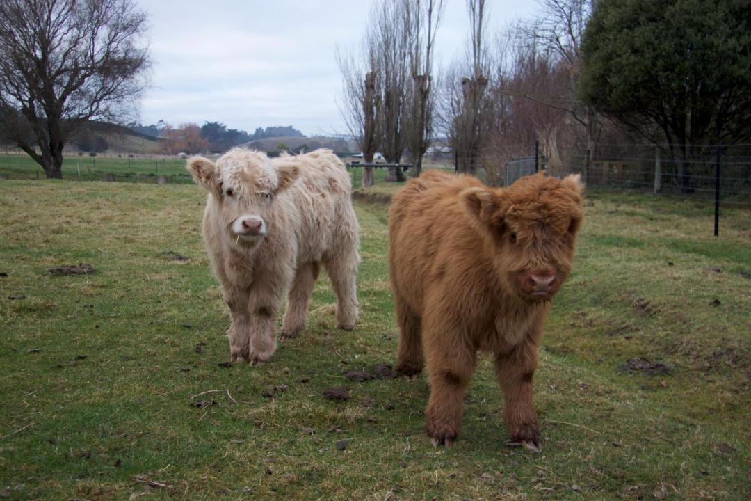 Photo of Others in Oamaru